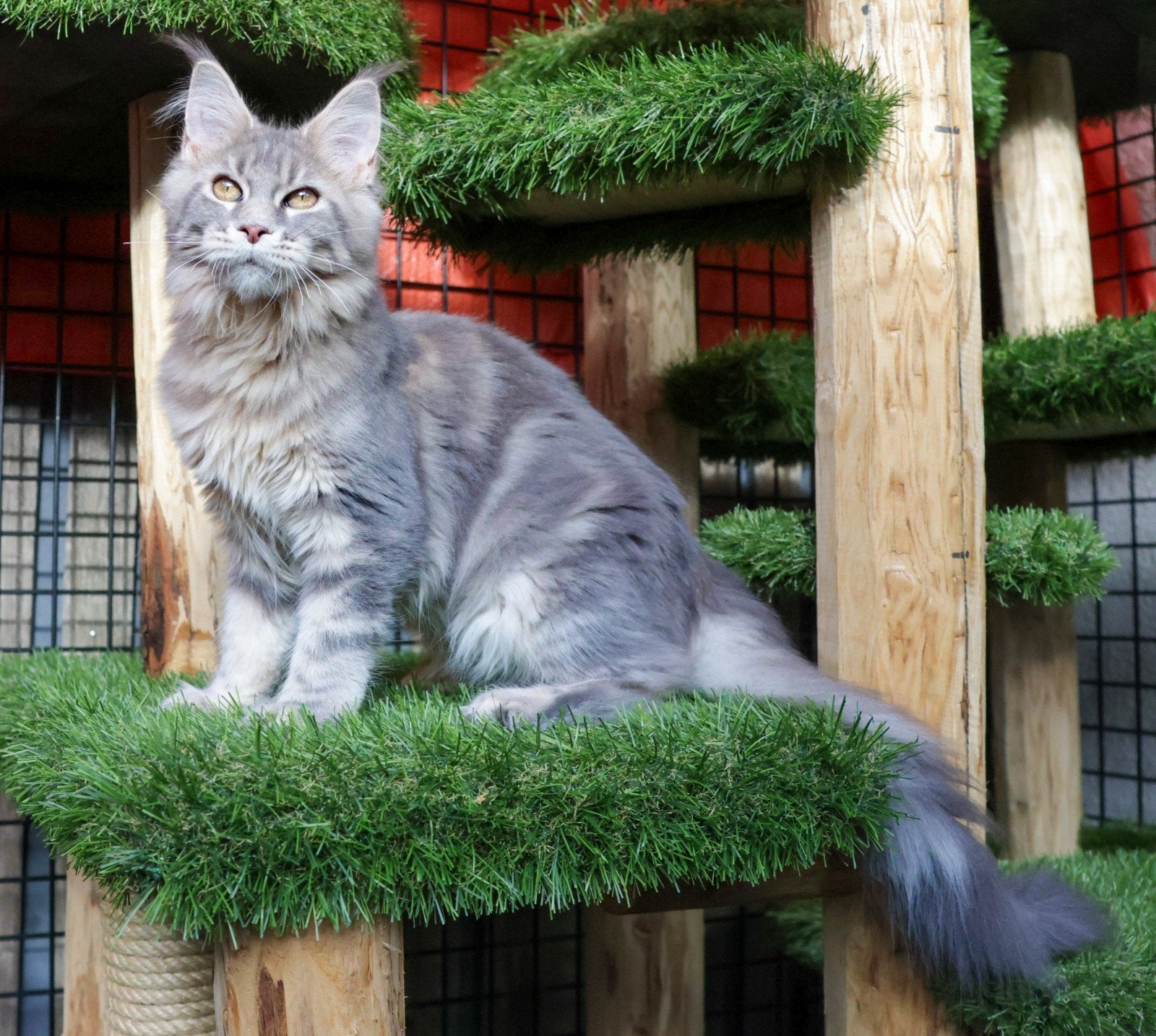 Prachtig Maine Coon Poesje Met Stamboom!, Dieren en Toebehoren, Katten en Kittens | Raskatten | Langhaar, Poes, Met stamboom, 0 tot 2 jaar