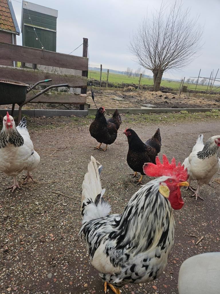 Broedeieren boerenmix, Dieren en Toebehoren, Pluimvee, Kip, Geslacht onbekend