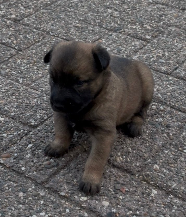 Mechelse herder pup, Dieren en Toebehoren, Honden | Herdershonden en Veedrijvers, HCC (leverziekte), 8 tot 15 weken, Teef, Eén hond