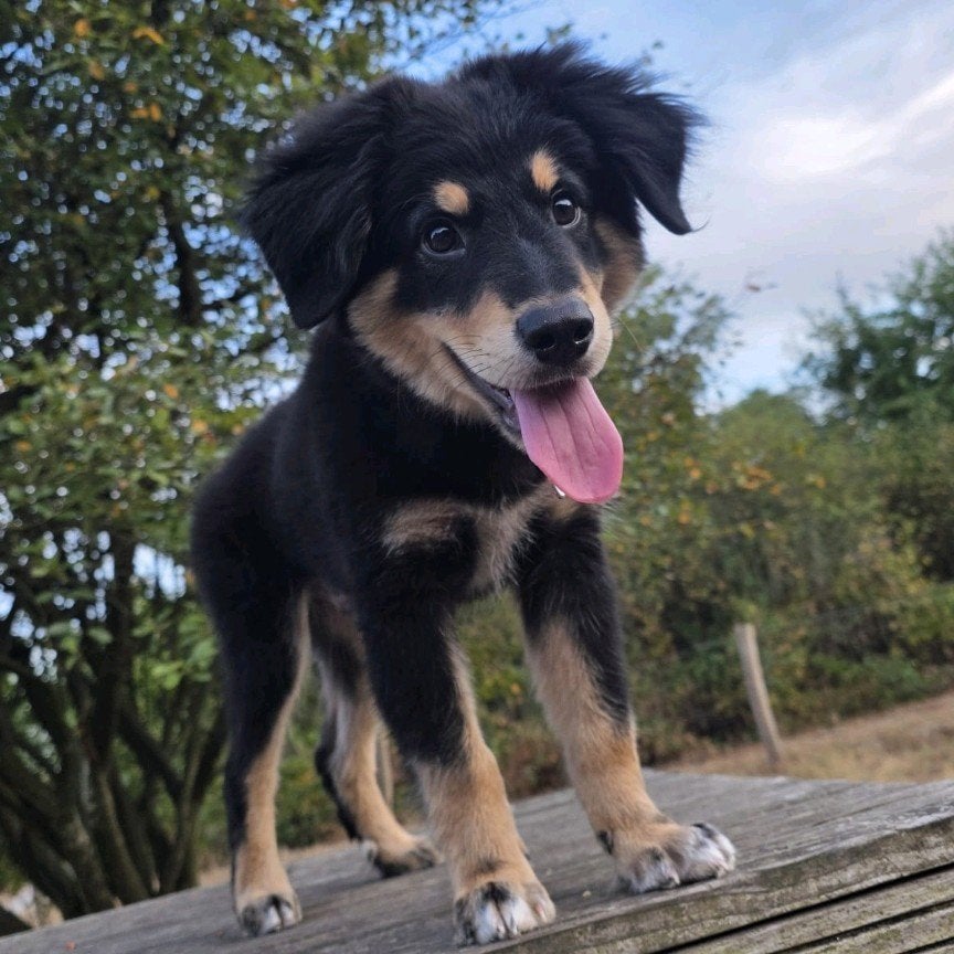 Pomsky x Cockapoo Pup van 5 maanden, Dieren en Toebehoren, 15 weken tot 1 jaar, Reu, Eén hond, Nederland