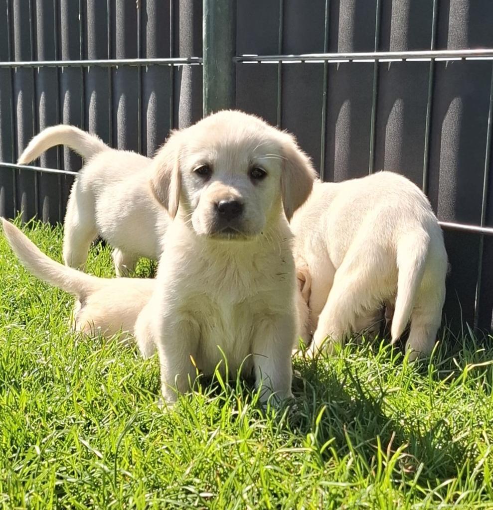 Schitterende  golden retriever pups x labrador pups, Dieren en Toebehoren, 8 tot 15 weken, Meerdere, Meerdere dieren, Parvo