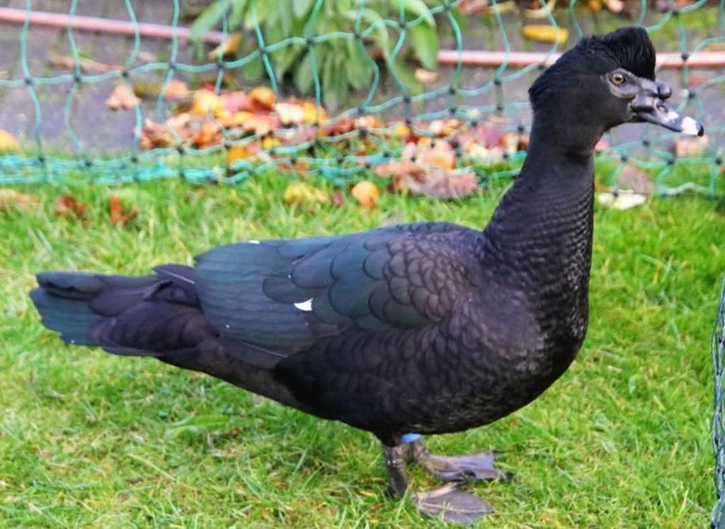 Oorspronkelijke wilde muskuseend woerd, Mannelijk, Eend
