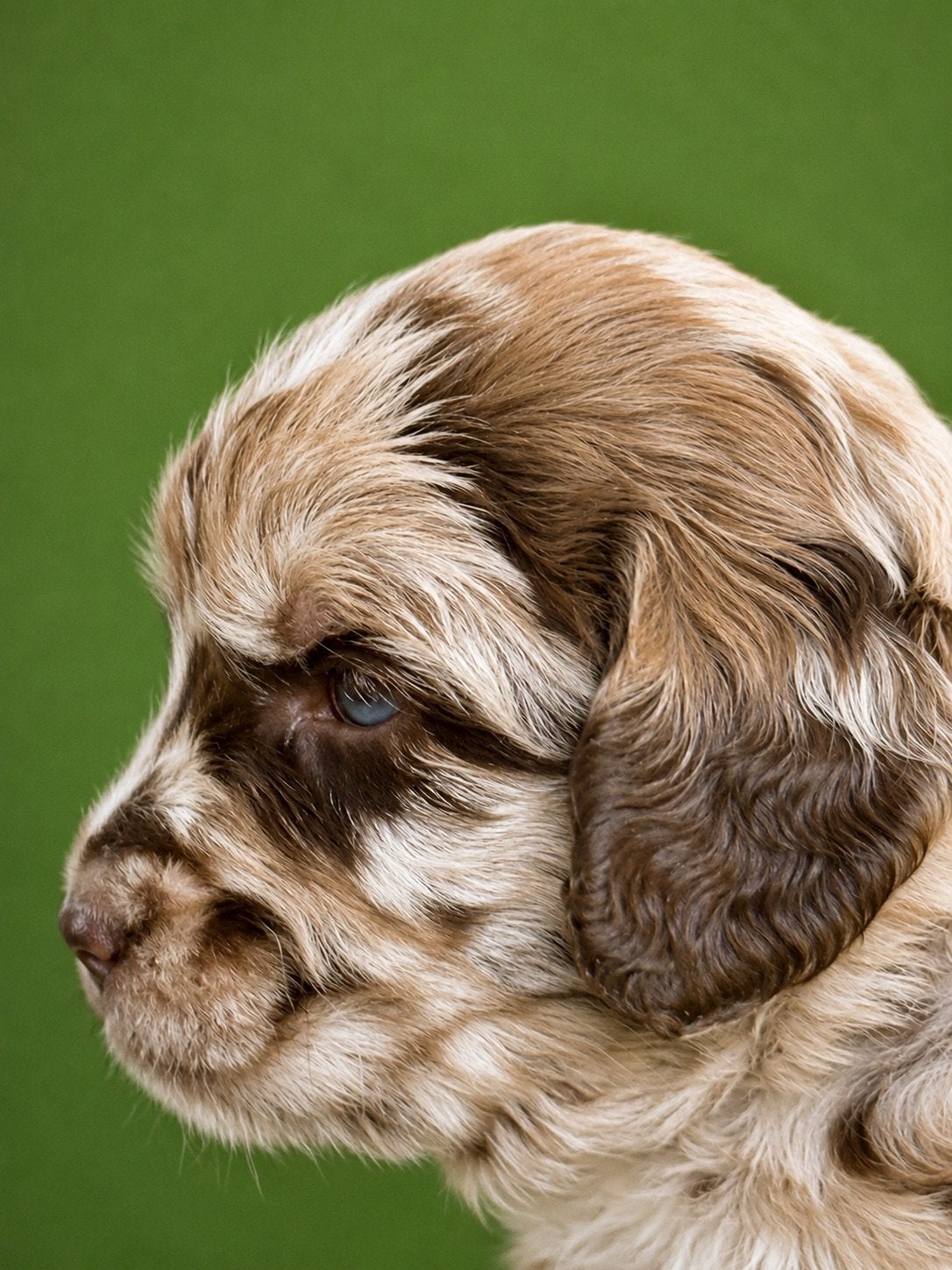 Aussiedoodle pups geboren te bezichtigen vanaf 13 juni, Parvo, 8 tot 15 weken, Meerdere, Meerdere dieren