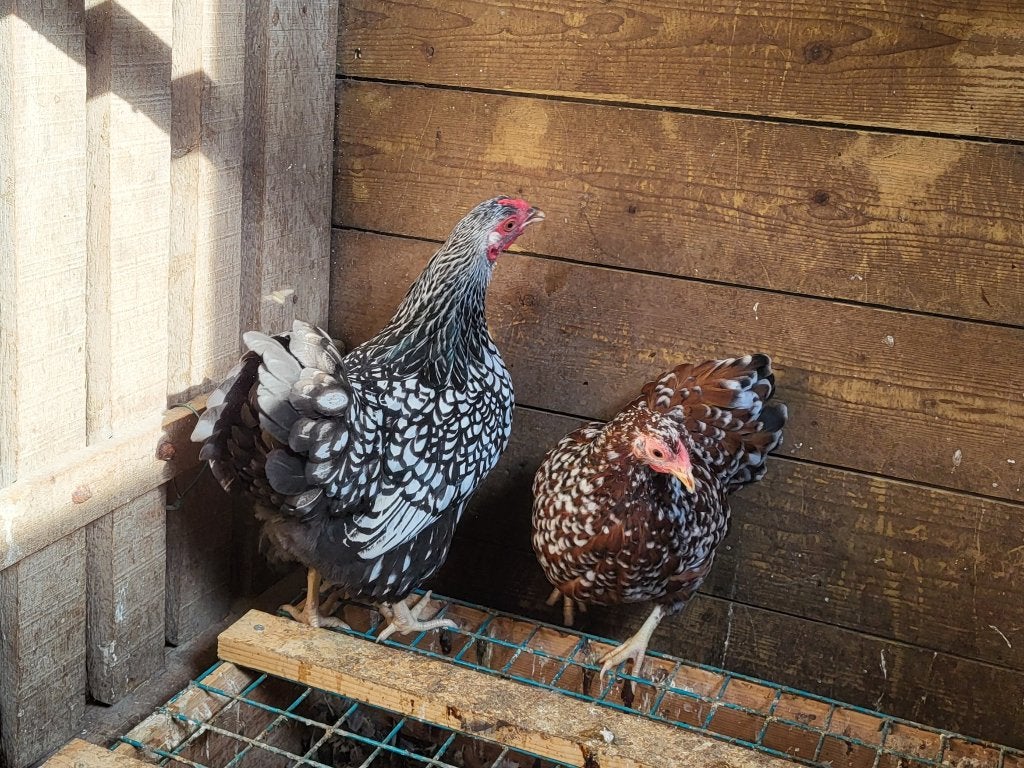 Trio Wyandot kriel, Meerdere dieren, Kip