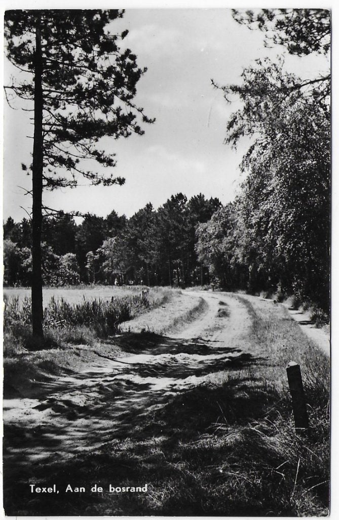 Texel - Aan de bosrand Oude gelopen Ansichtkaart ( B1417), Ophalen of Verzenden, 1980 tot heden, Gelopen, Waddeneilanden
