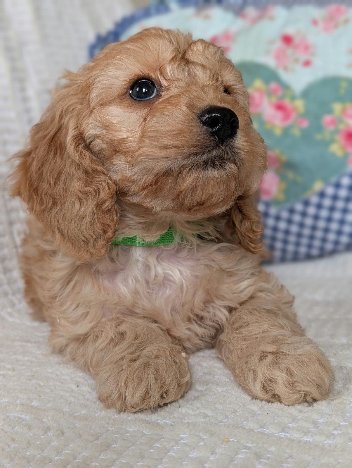 engelse cockerspaniel x dwergpoedel cockapoo pups, Overige rassen, 8 tot 15 weken, CDV (hondenziekte), Meerdere
