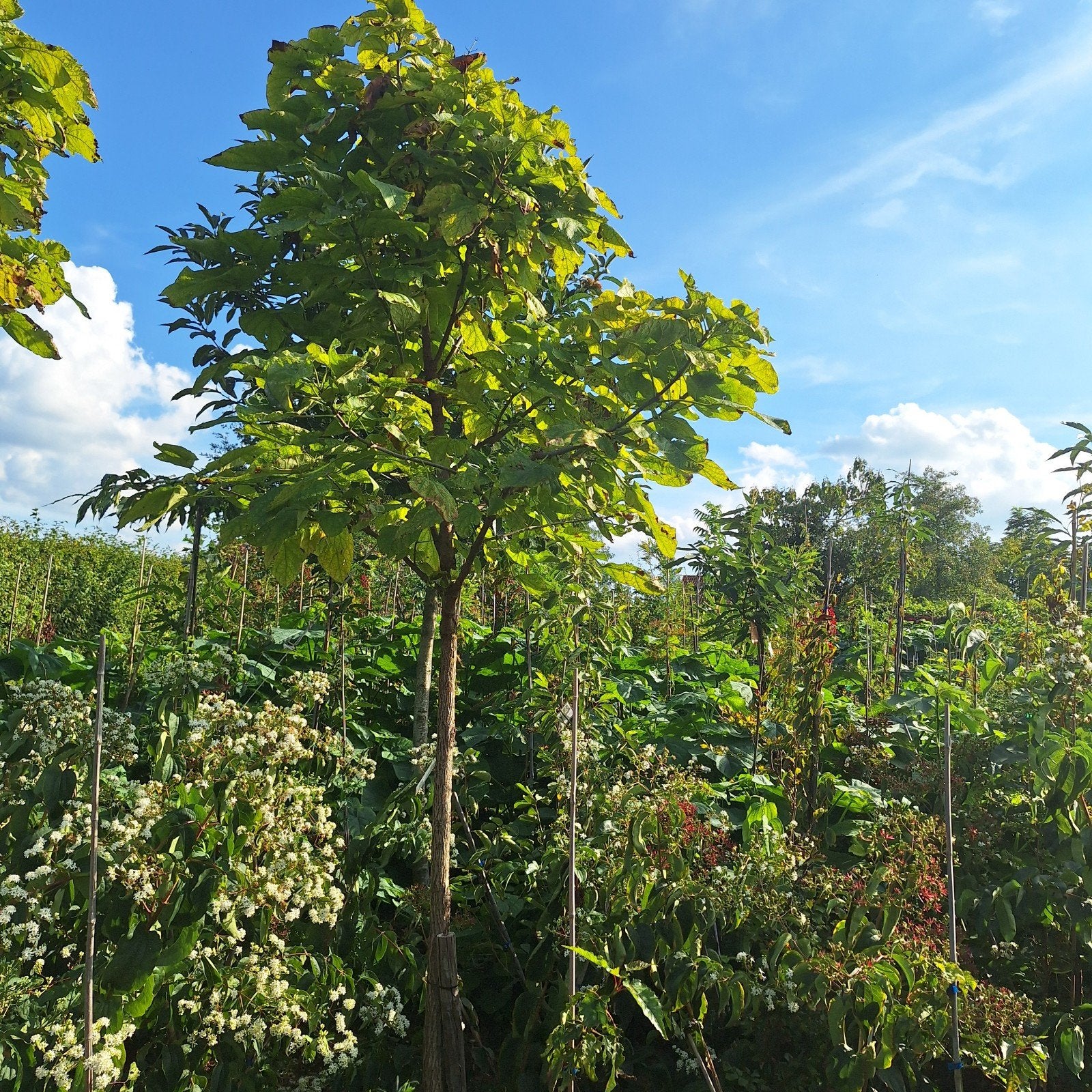 Catalpa boom - Trompetboom, Tuin en Terras, Ophalen, Volle zon, Overige soorten