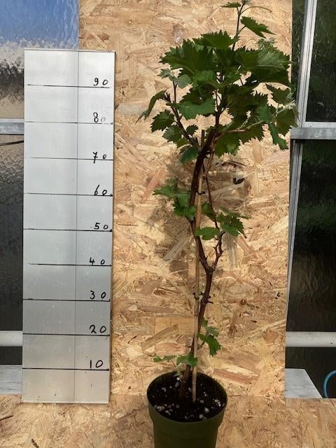 Druivenplanten, Tuin en Terras, Ophalen, Overige soorten, Volle zon, In pot