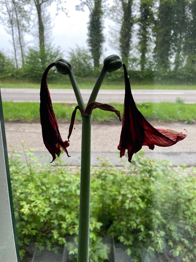 Amaryllisbol - gooi niet weg!, Tuin en Terras, Bloembollen en Zaden, Ophalen, Gehele jaar, Volle zon, Bloembol