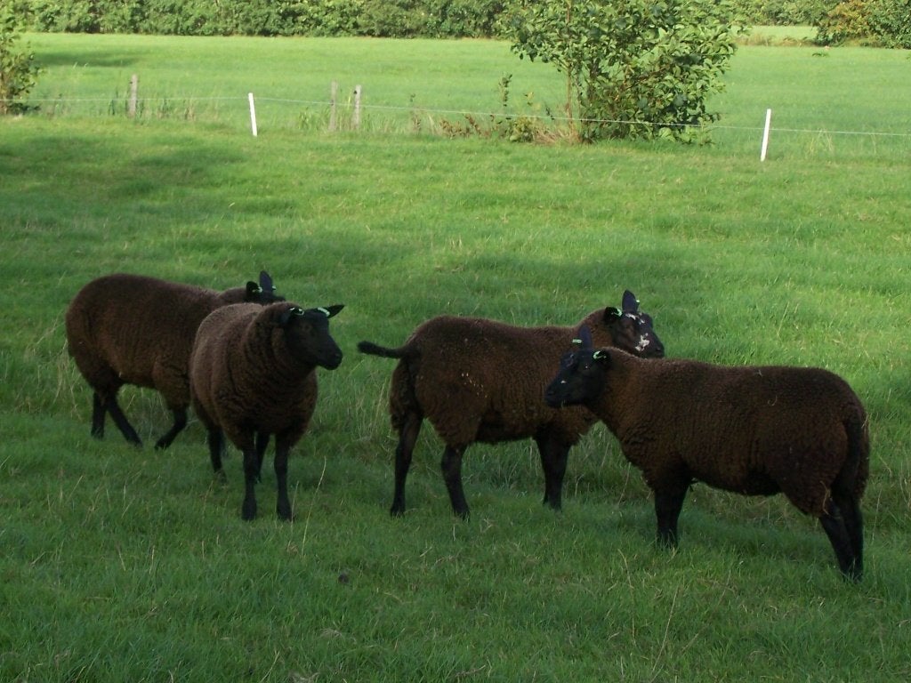 Te koop foklammeren., Dieren en Toebehoren, Schapen, Geiten en Varkens, Vrouwelijk, Schaap, 0 tot 2 jaar