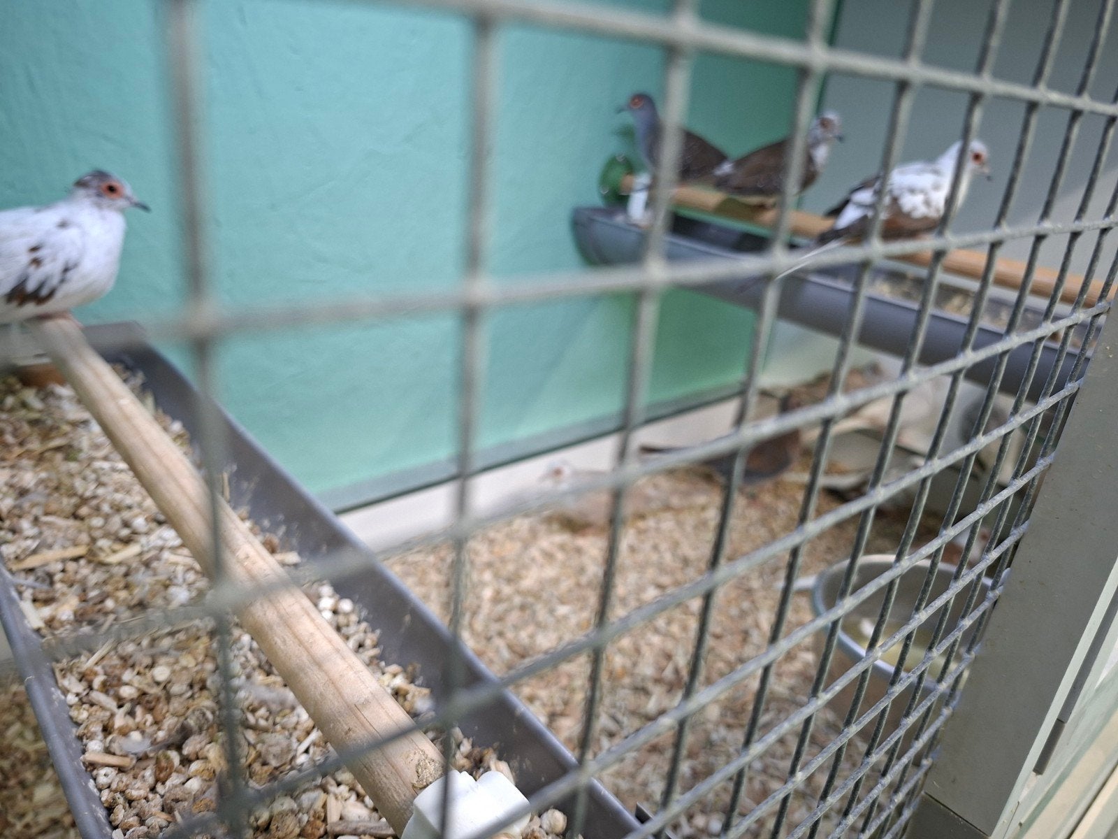 Diamantduifjes, Meerdere dieren, Overige soorten