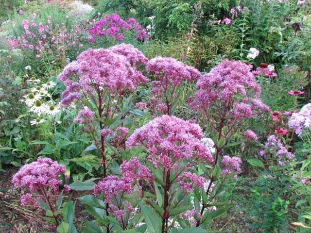 Eupatorium Leverkruid - Koninginnekruid, Volle zon, Vaste plant, Zomer, Ophalen