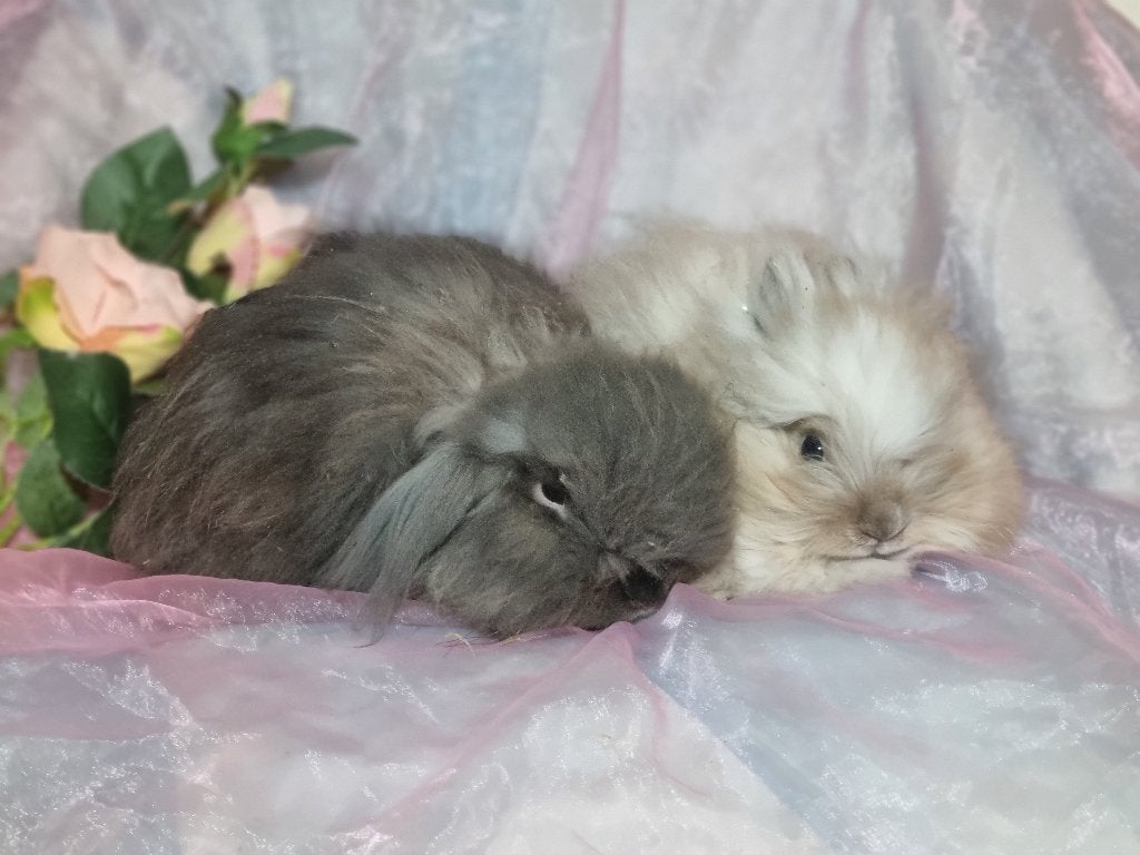 koppel teddywidder en teddy dwerg ram gecastreerd, Meerdere dieren, Dwerg