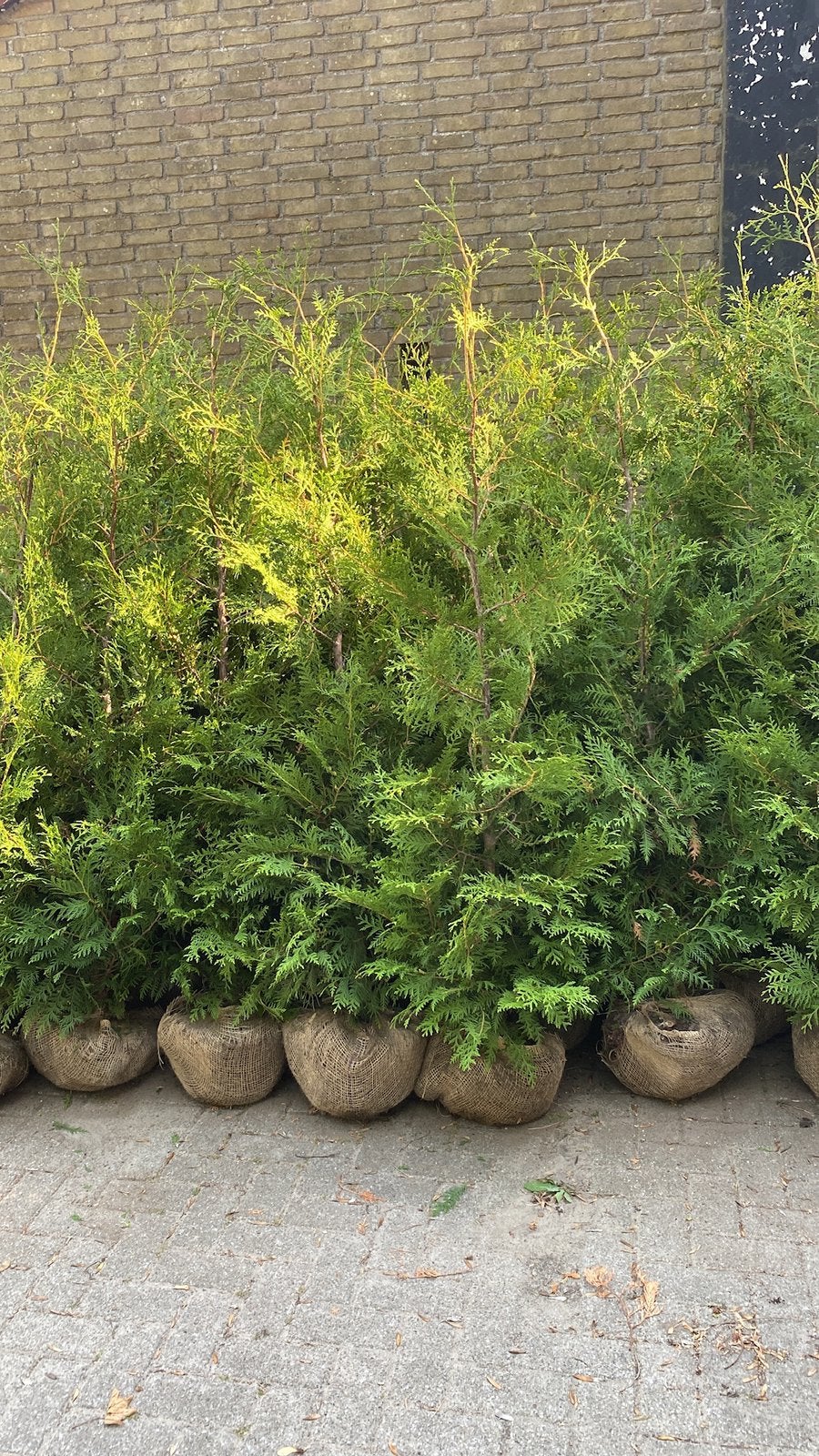 Haagconiferen thuya Brabant 180cm  va   €7 pst, Ophalen, Overige soorten, 100 tot 250 cm