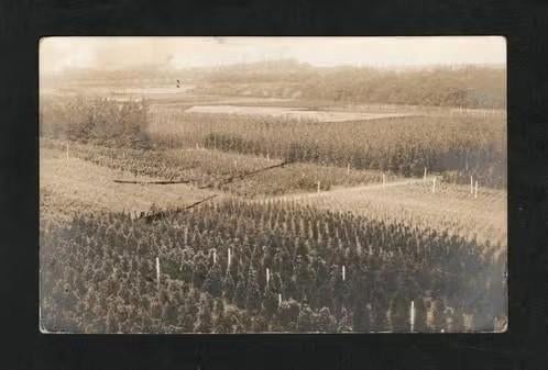 Naarden Kwekerij Jac Smits Heesters Fotokaart., Verzamelen, Ophalen of Verzenden, 1920 tot 1940, Ongelopen, Noord-Holland