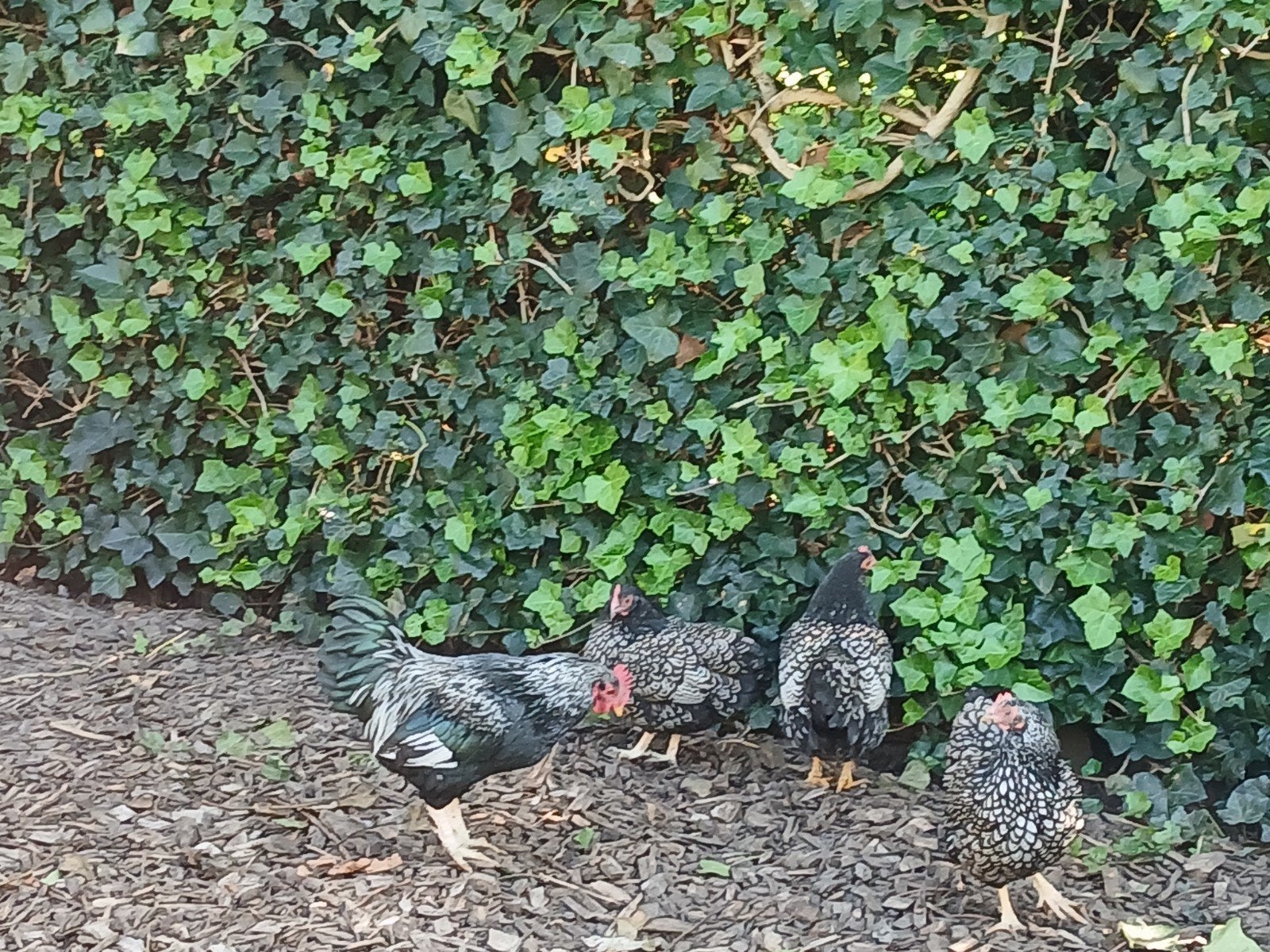 barnevelder kriel, Meerdere dieren, Kip