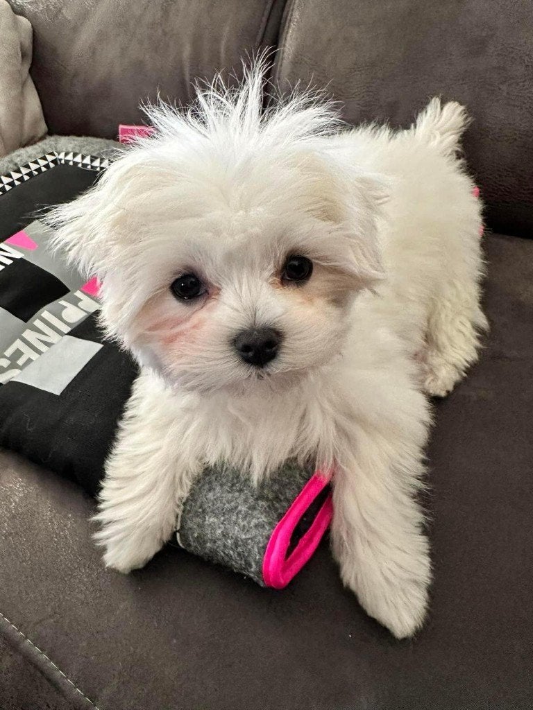 Maltezer puppy's, Dieren en Toebehoren, Honden | Chihuahua's en Gezelschapshonden, Maltezer, Reu, 8 tot 15 weken, Parvo