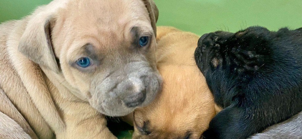 Prachtige American Stafford pups, Parvo, Nederland, Overige rassen, 8 tot 15 weken