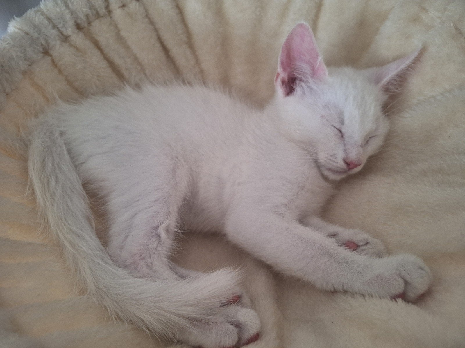 nog 2 kittens te koop uit nest van 5, Dieren en Toebehoren, Meerdere dieren, Ontwormd
