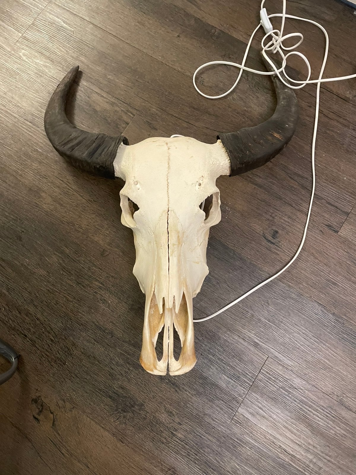 Masker stier of koe, Ophalen, Zo goed als nieuw