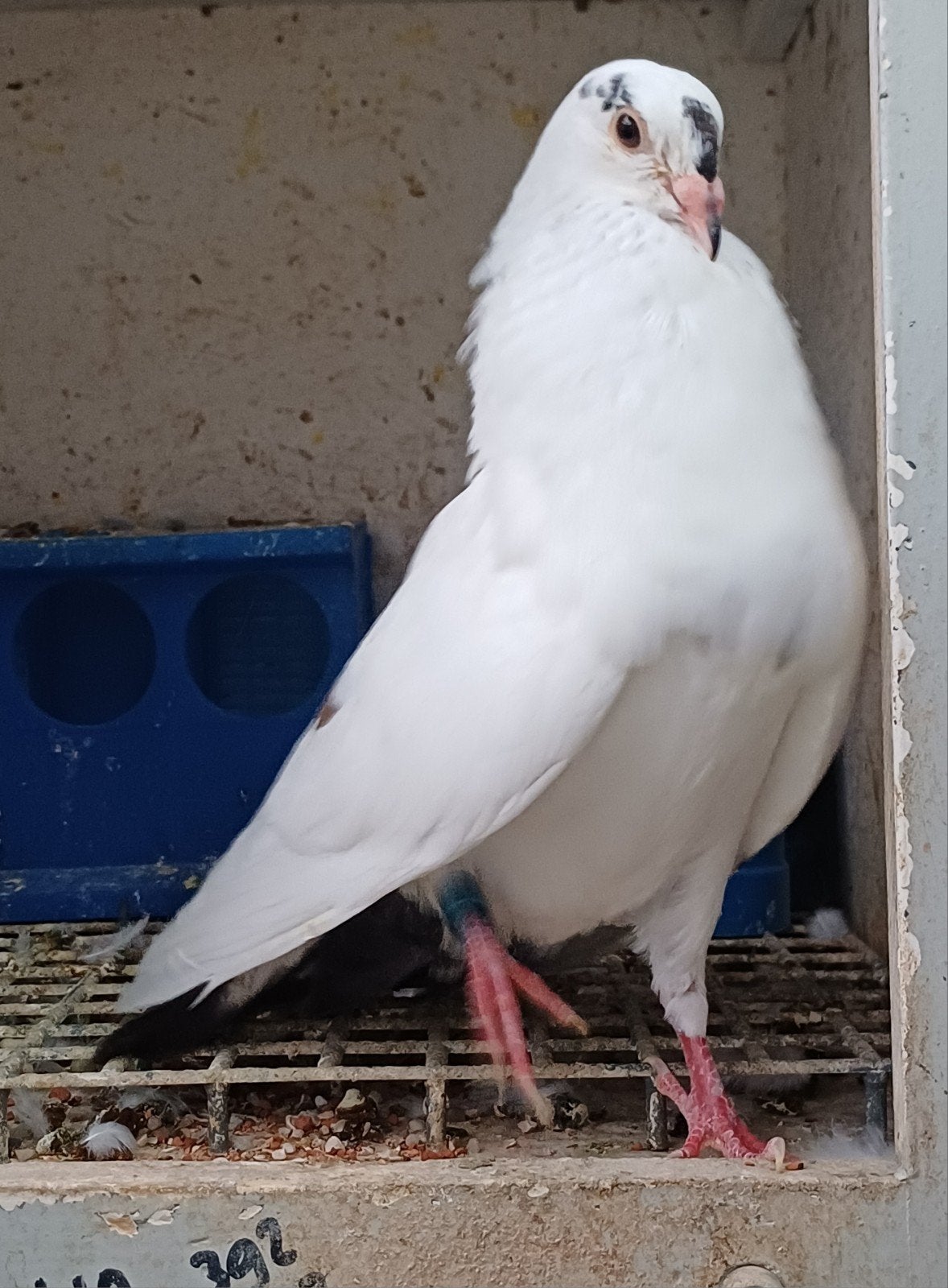 moroncelos, Meerdere dieren