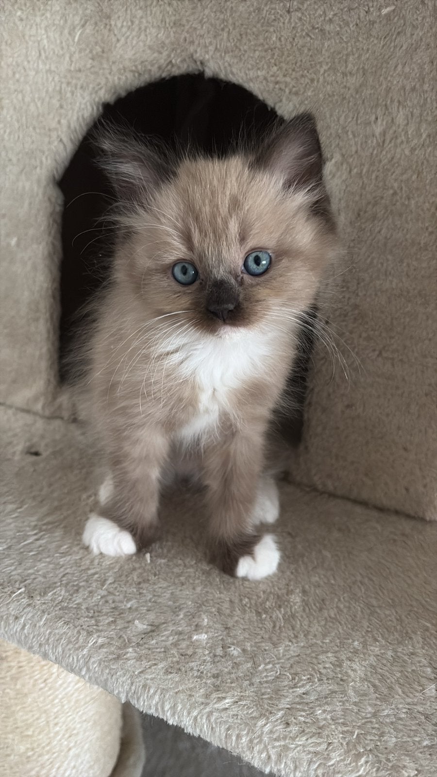1 ragdoll kitten, Dieren en Toebehoren, Poes, Ontwormd, 0 tot 2 jaar