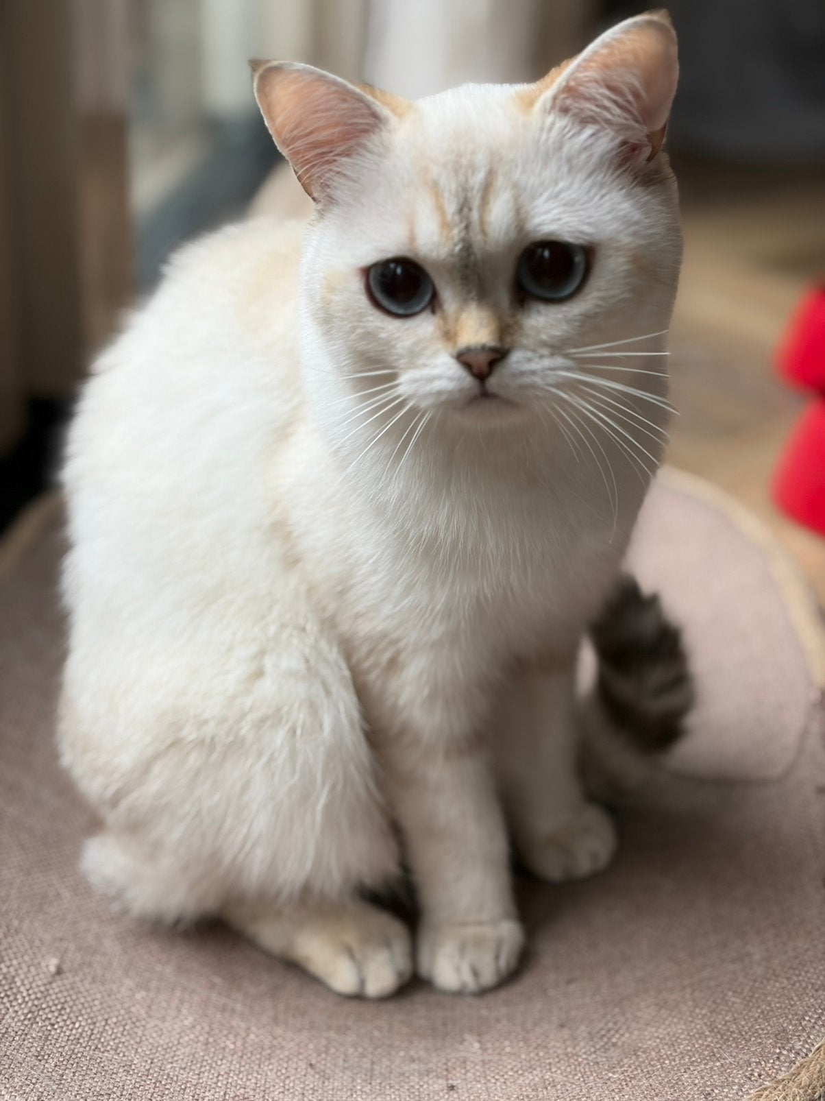 Prachtig brits korthaar poesje, Poes, Gechipt, 0 tot 2 jaar