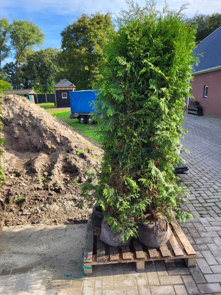 Thuja Brabant, conifeer, Volle zon, Vaste plant, Bloeit niet, Ophalen