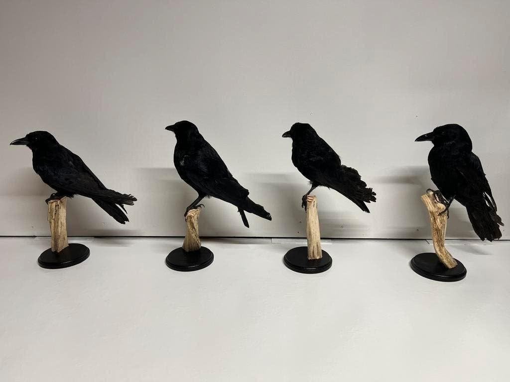 Opgezette Kraai uniek decoratie op houten stronk, Ophalen of Verzenden, Zo goed als nieuw, Vogel, Opgezet dier