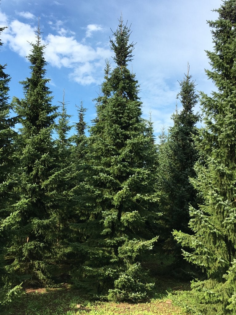 Grote Abies Nordmann en Picea Omorika kerstbomen te koop, Tuin en Terras, Volle zon, Zomer, 400 cm of meer, Overige soorten