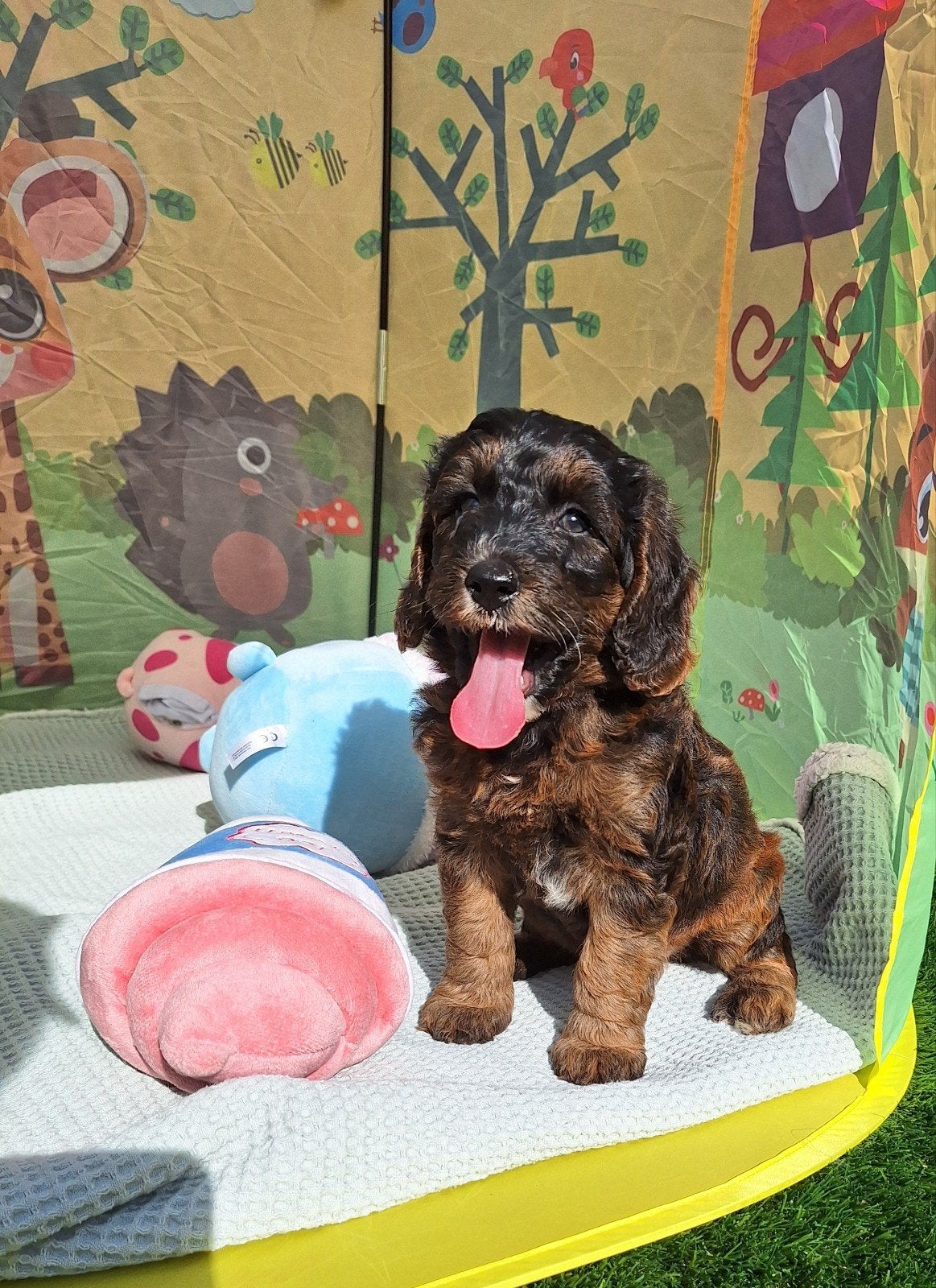 Prachtige mini/medium Australian labradoodle pups, Nederland, Overige rassen, 8 tot 15 weken, Meerdere