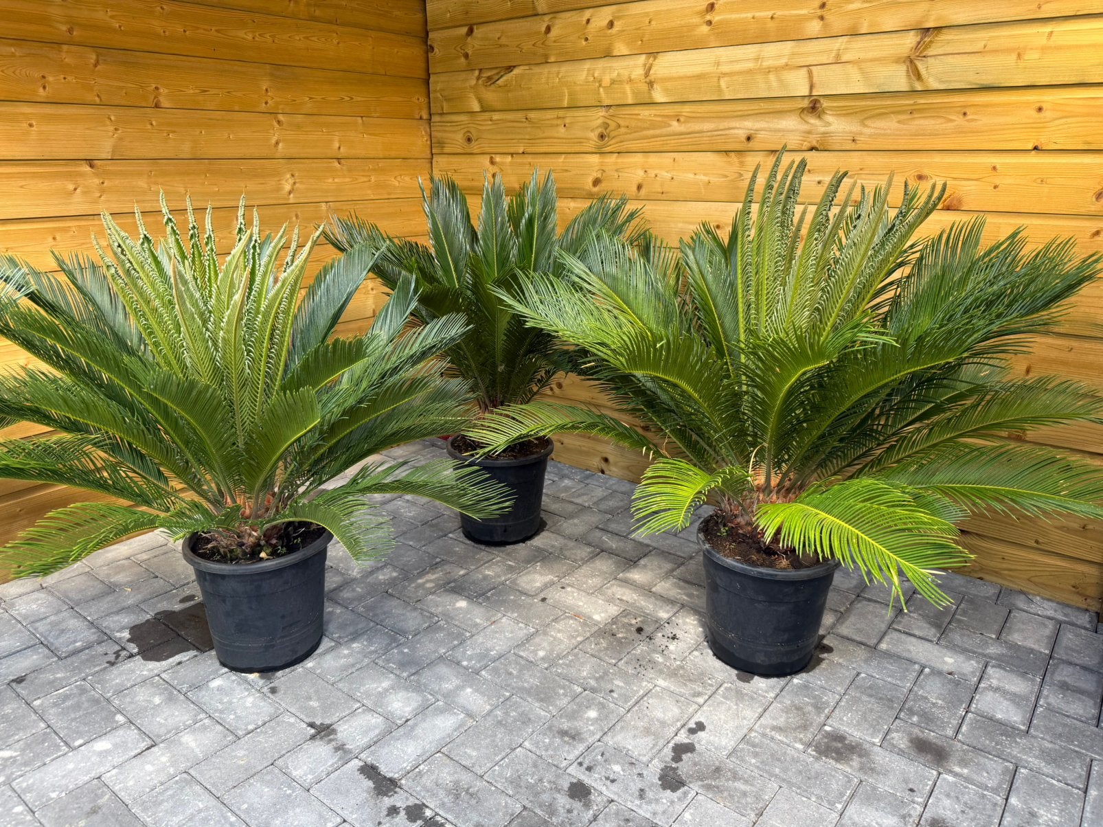 MEGA CICAS ECHTE EYECATCHER OPRUIMING!!!!, Tuin en Terras, Planten | Tuinplanten, Ophalen, Overige soorten, Volle zon