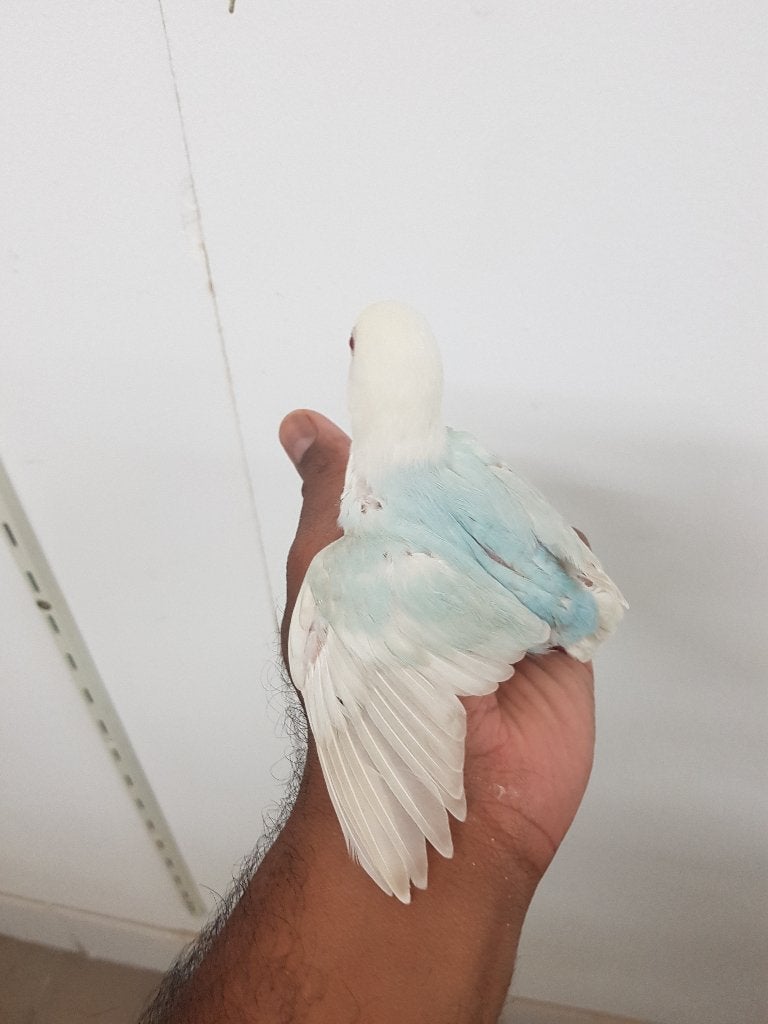 Blauw Dilute Opaline Pale Fallow man, Dieren en Toebehoren, Vogels | Parkieten en Papegaaien, Mannelijk, Dwergpapegaai of Agapornis