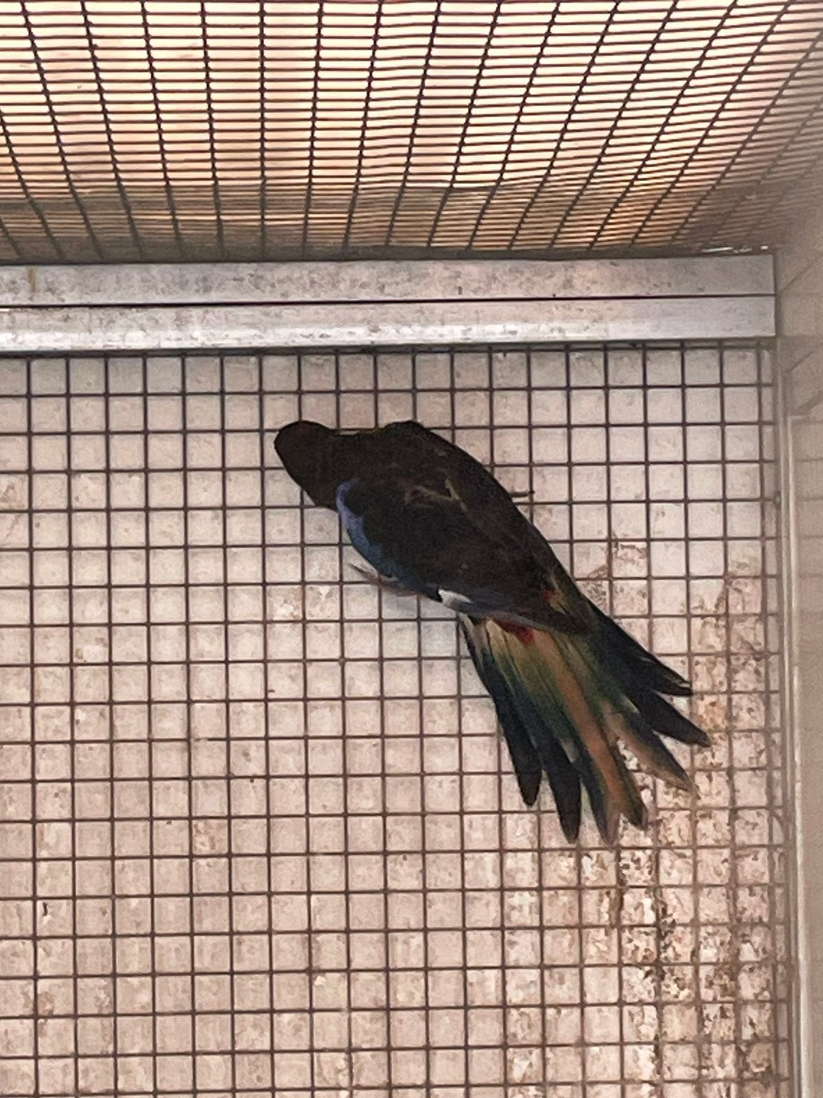 Zwarte pracht Rosella man 26, Mannelijk, Parkiet, Geringd
