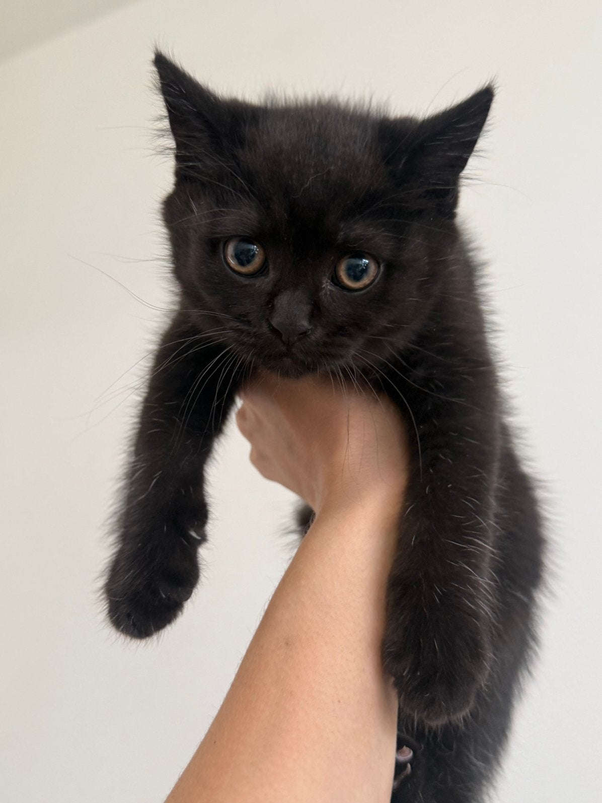 Britse Korthaar kittens😻 Prijs verlaagd!!!, Dieren en Toebehoren, Katten en Kittens | Raskatten | Korthaar, Kater, Ontwormd, 0 tot 2 jaar