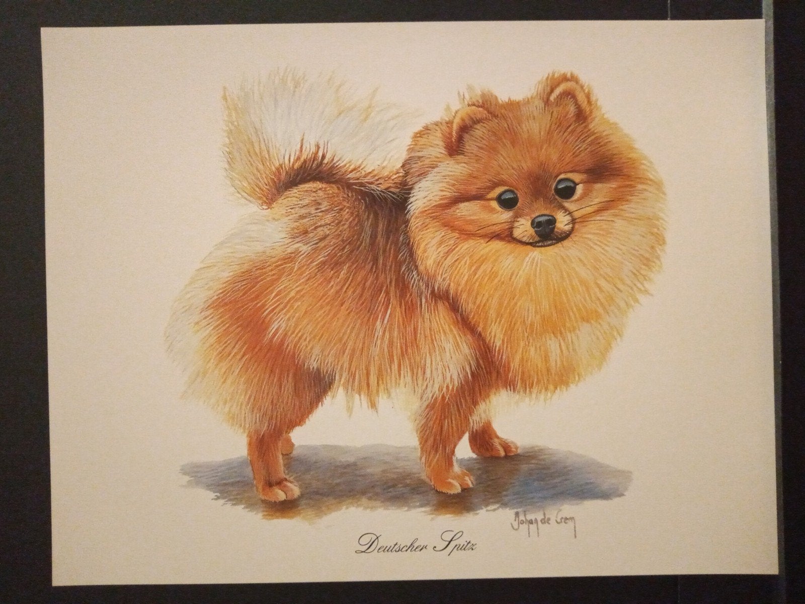 Deutscher Spitz - kunstprent - Johan de Crem tekenaar, Verzenden, 1980 tot heden, Zo goed als nieuw, Dier