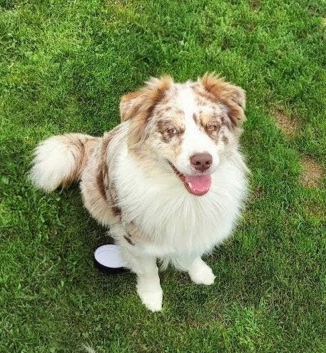Australian Shepherd Dekreu met stamboom, Dieren en Toebehoren, Reu, Parvo, Eén hond, 3 tot 5 jaar