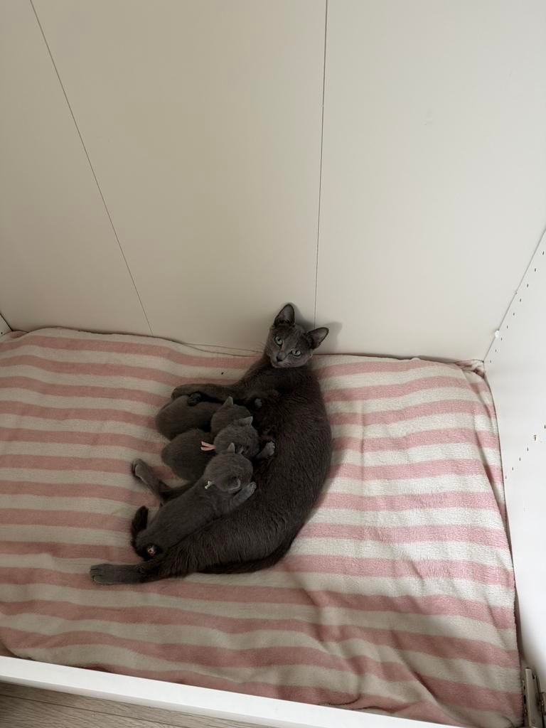 Blauwe Rus Kittens, Dieren en Toebehoren, Katten en Kittens | Raskatten | Korthaar, Meerdere dieren, Met stamboom, 0 tot 2 jaar
