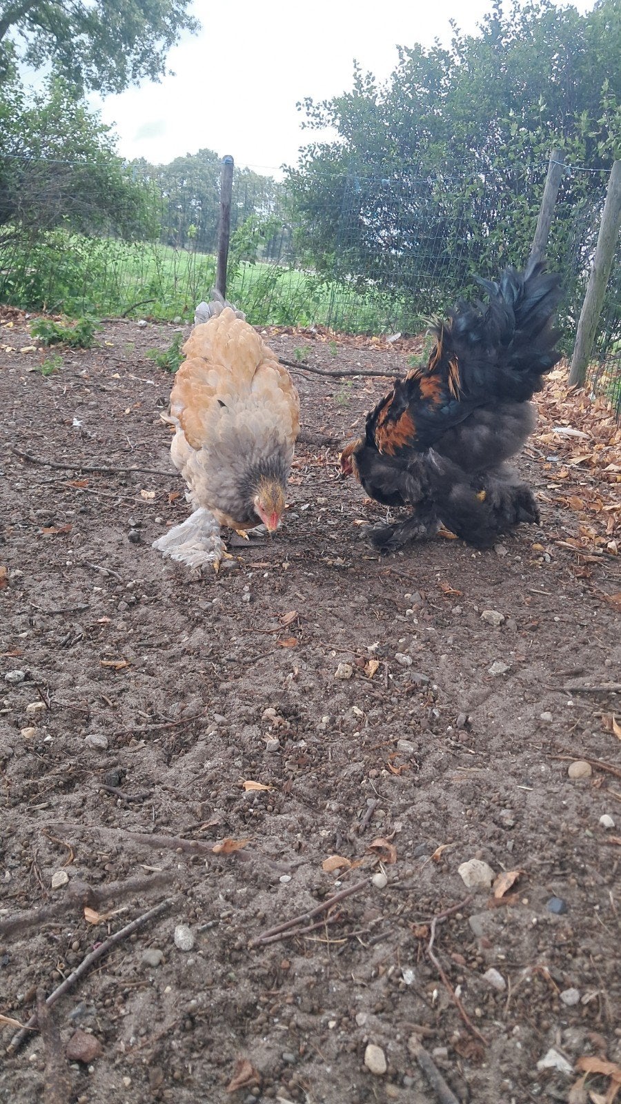 2 brahma hanen, Mannelijk, Kip