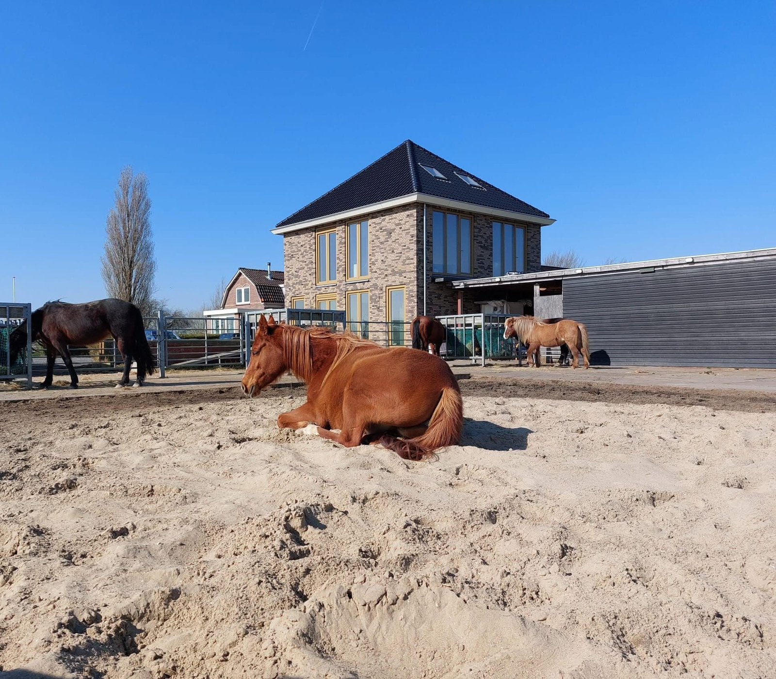 Plek vrij op 24/7 paddock met 2 schuilstallen in spaarndam, Weidegang