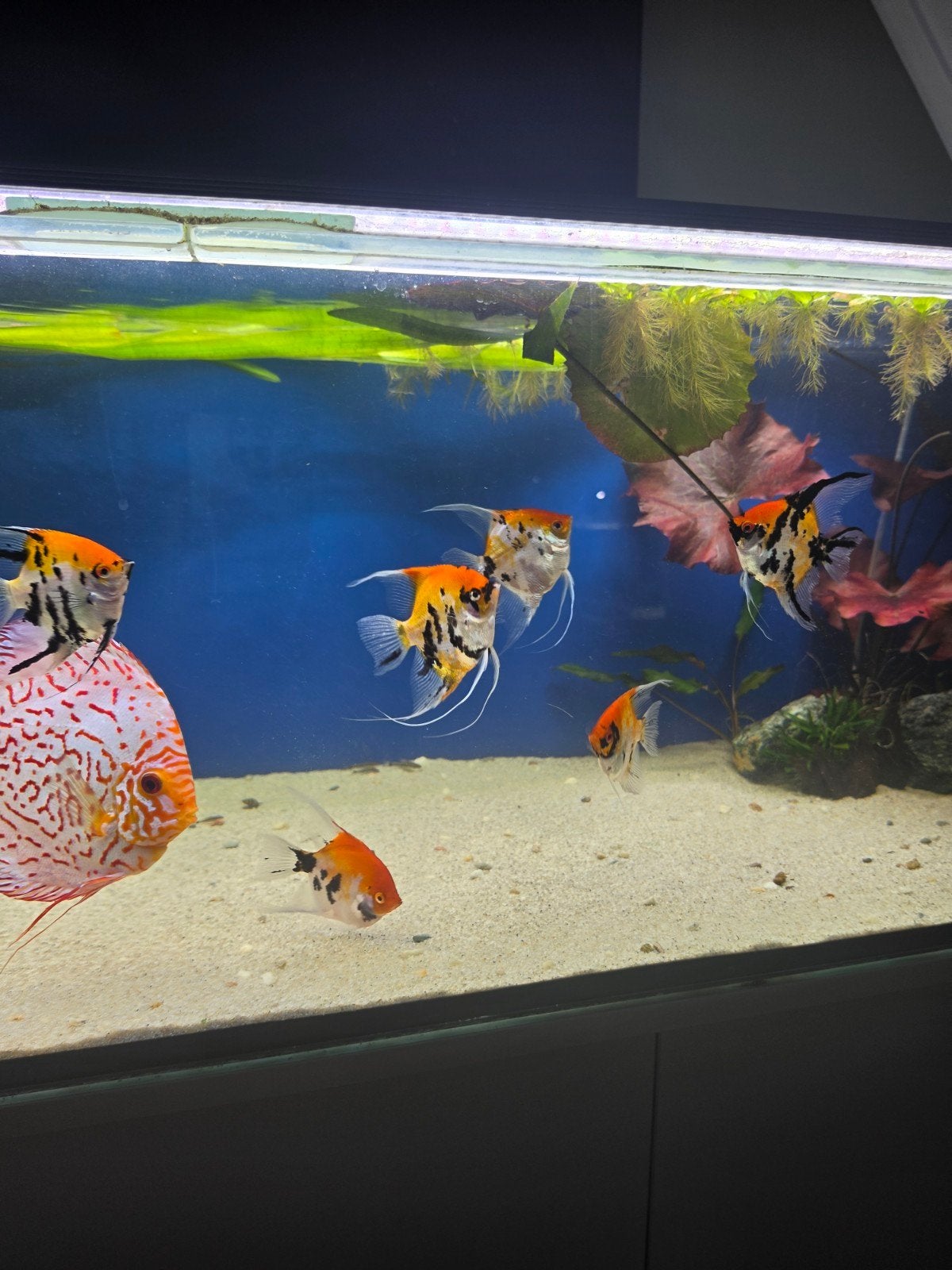 6x maanvis Red devil koi 1x koppel, Dieren en Toebehoren, Vis, Zoetwatervis, Schoolvis