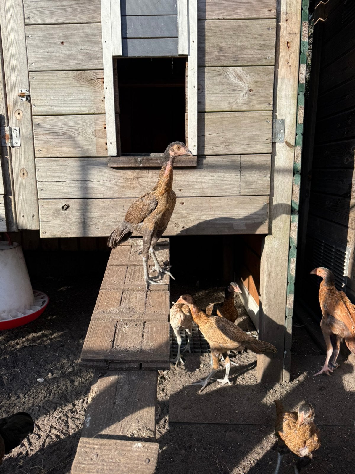 Shamo, Dieren en Toebehoren, Meerdere dieren, Kip