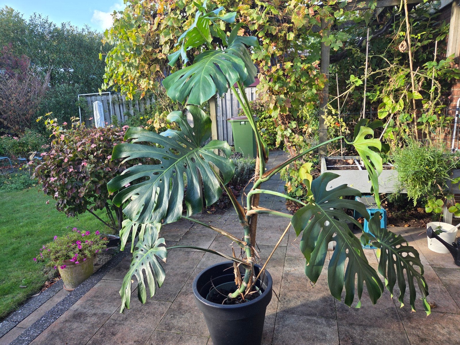 Grote kamerplant, Monstera, Gatenplant. Ca 2m. hoog 1.50 br., Huis en Inrichting, Ophalen, Overige soorten, Halfschaduw, 150 tot 200 cm