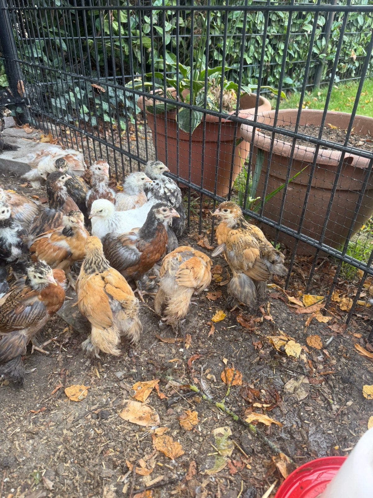 Brahma hennen en hanen, Dieren en Toebehoren, Meerdere dieren, Kip