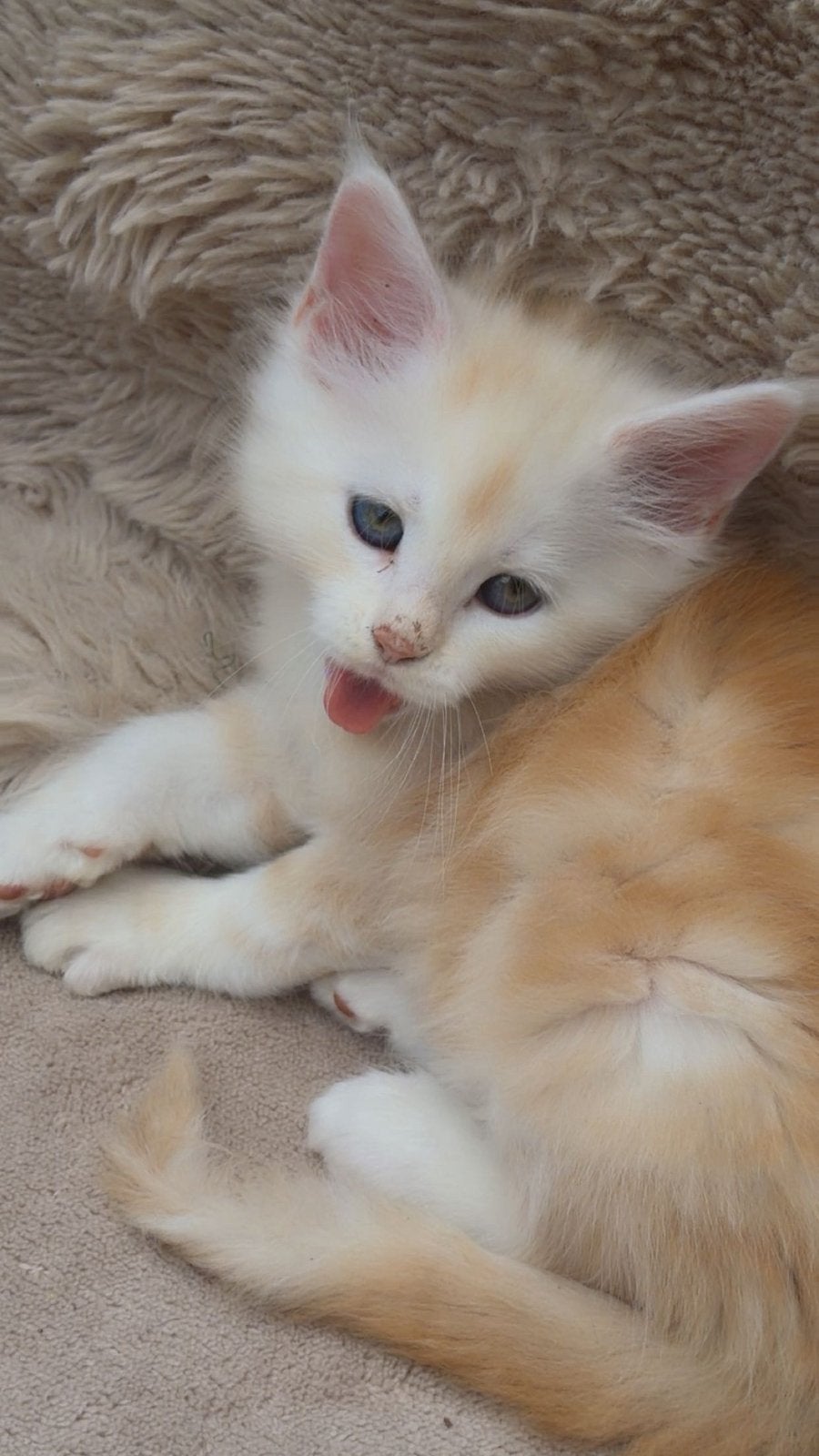 Main coon kittens, Dieren en Toebehoren, Katten en Kittens | Raskatten | Langhaar, Meerdere dieren