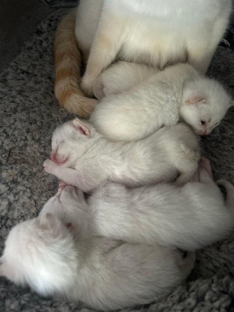 Siamese/ witte kittens, Meerdere dieren