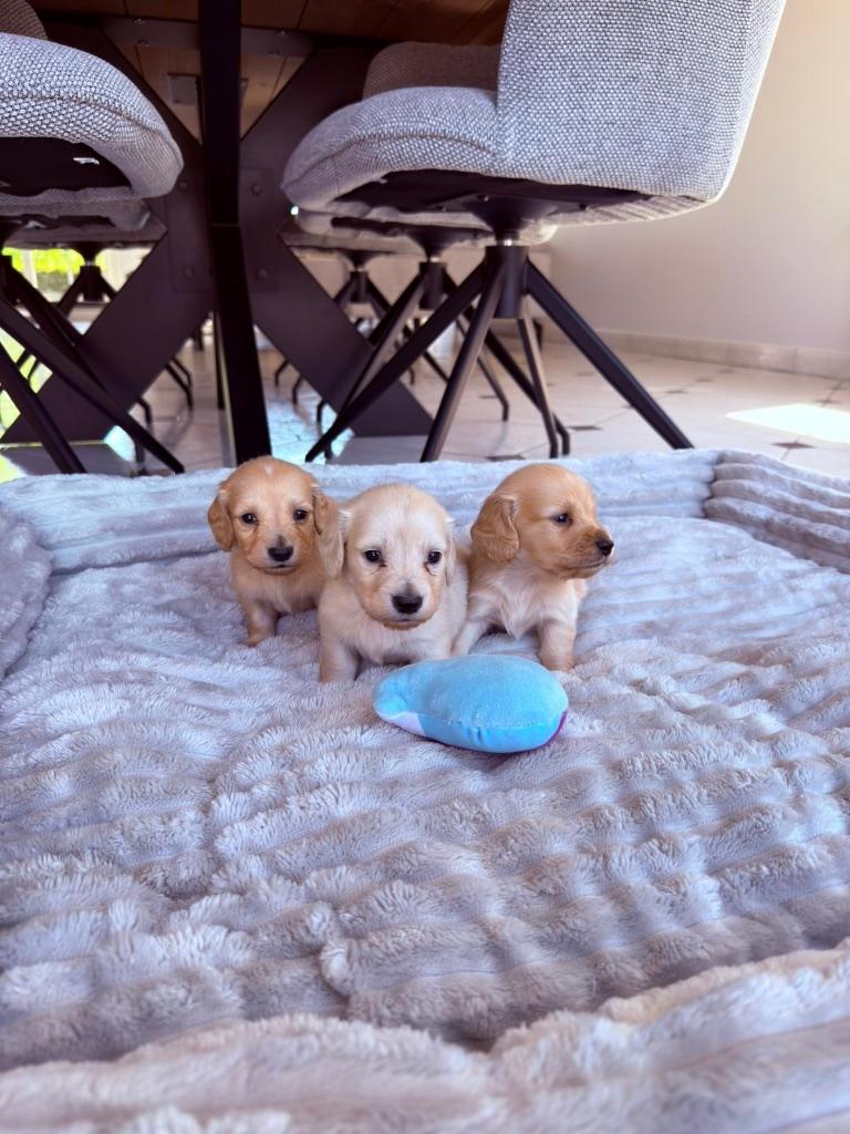 English Cream (blonde) langharige dwergteckel puppies, Parvo, België, Particulier, 8 tot 15 weken