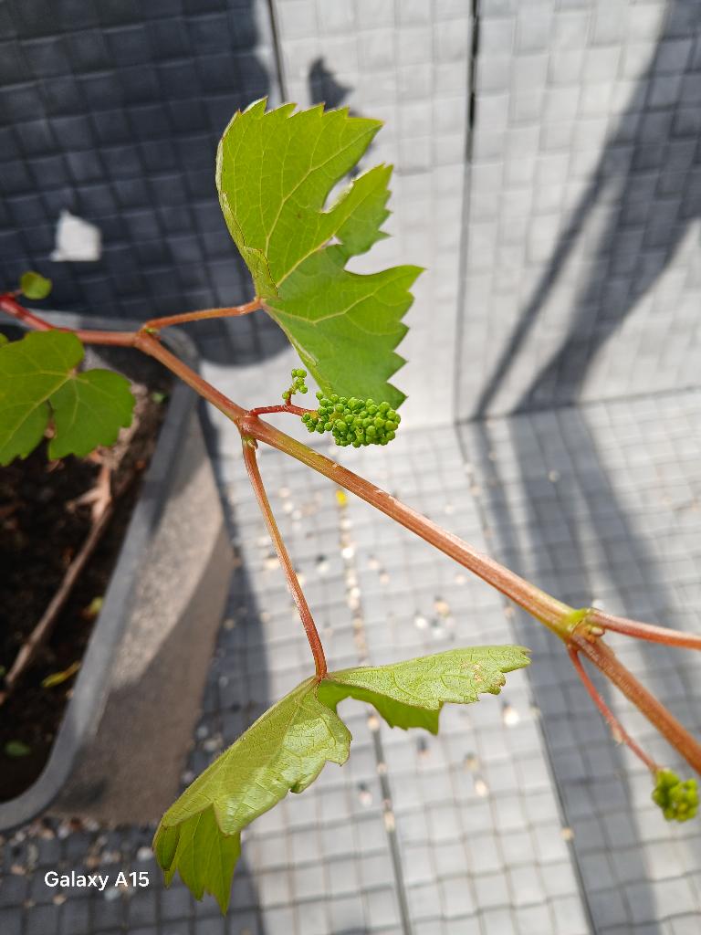 Grote druiven plant, Ophalen of Verzenden, Overige soorten, Volle zon