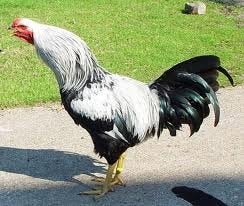 Grote jonge HANEN........................, Mannelijk, Kip