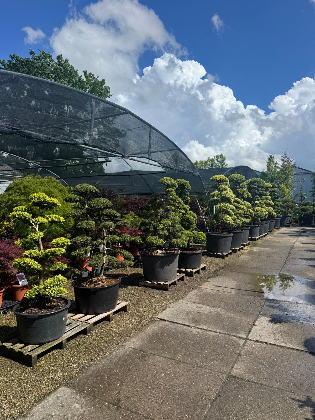 Japanse Ilex crenata 'Kinme' Tuinbonsai, Tuin en Terras, Vaste plant, Bloeit niet, Halfschaduw, Ophalen